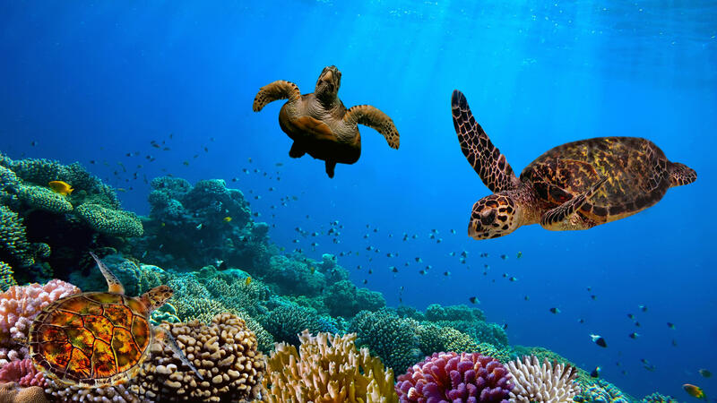 Sea Turtles