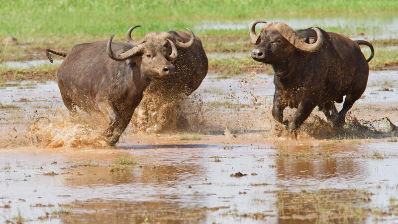 Lake Manyara National Park