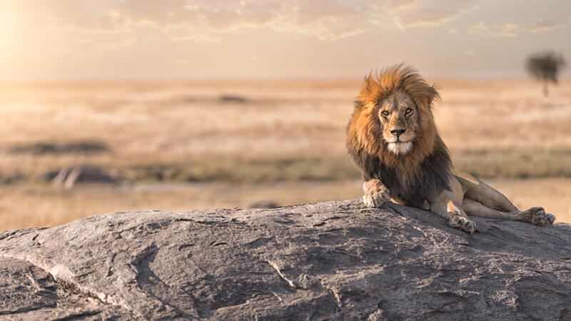 Lion in Serengeti Park