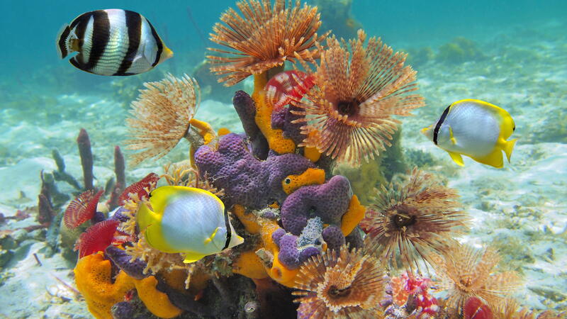 Sea Life in the Caribbean