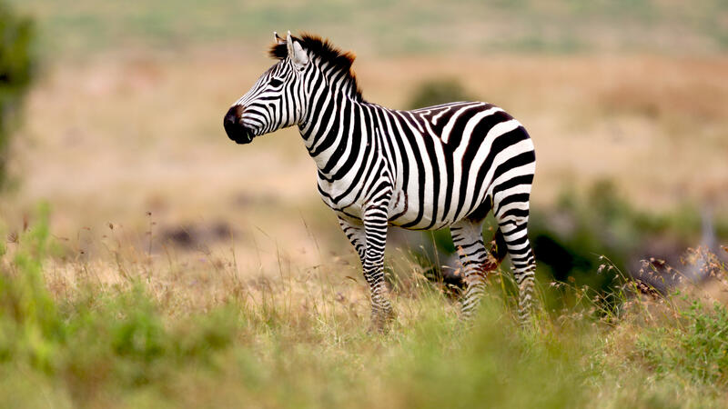 Zebra in Tanzania