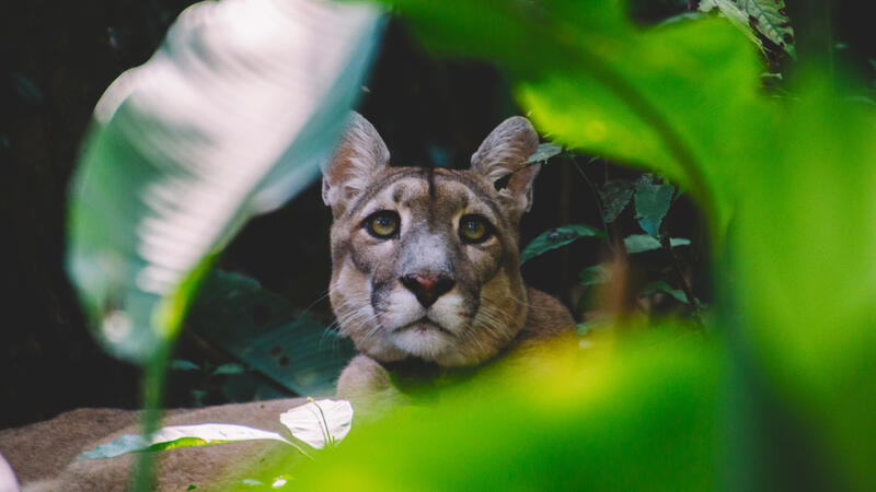 Jaguar in the Amazon