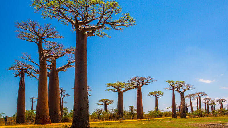 Avenue of the Baobab Trees