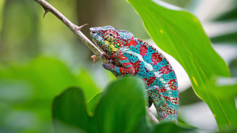 Panther Chameleon