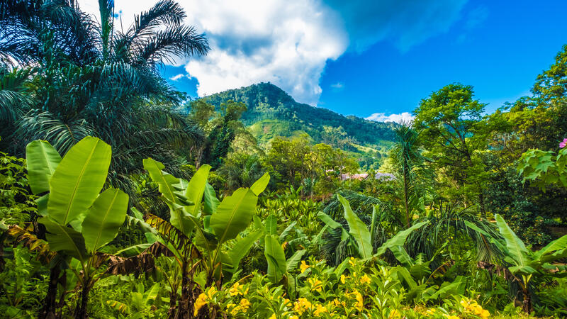 Ranomafana National Park