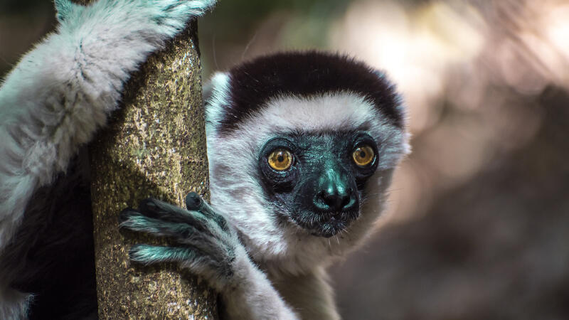 Wild Sifaka Lemur