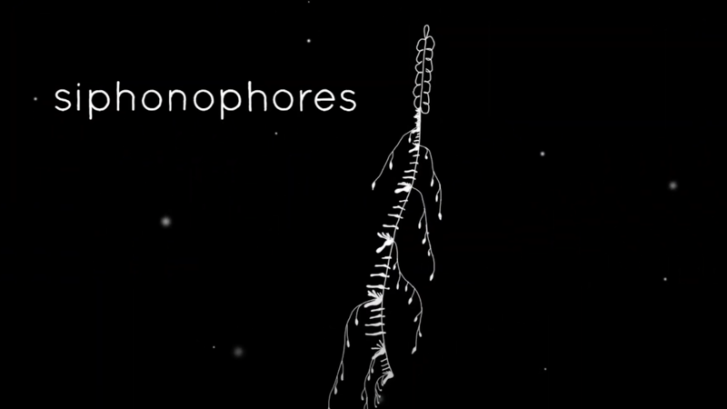 CreatureCast - Siphonophores
