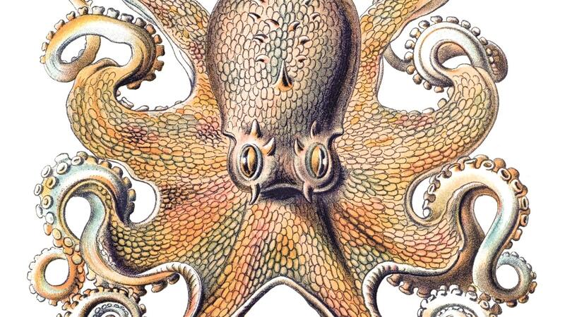 Other Minds: The Octopus, the Sea, and the Deep Origins of Consciousness