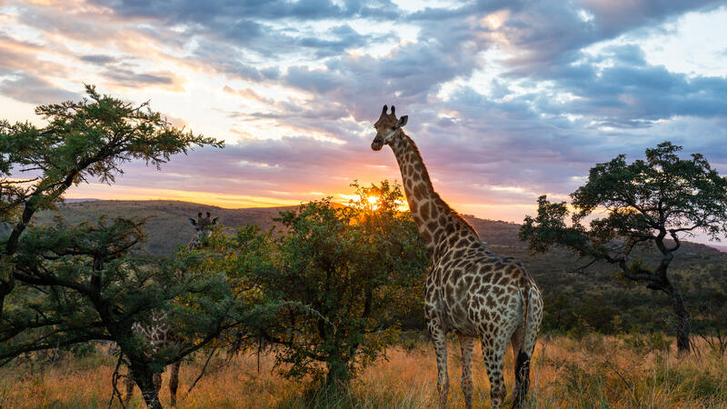 Grand Safari: Southern & East Africa