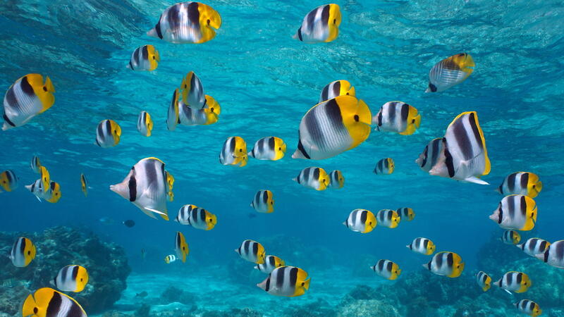 Underwater in French Polynesia