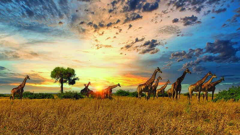 Botswana Giraffe