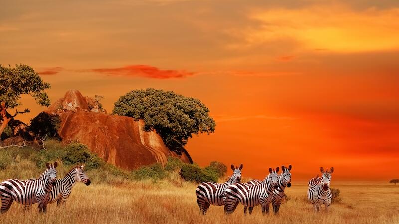 Tanzania: Serengeti Experience 