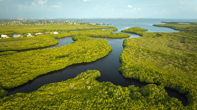 Aerial view of wetlands with green vegetation between ocean water inlets