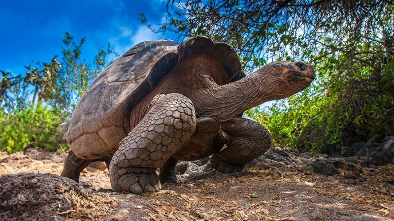 Turtle Tortoise Giant Galapagos 