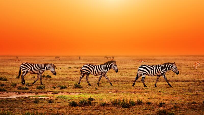 Tanzania Animal Kingdom's Garden of Eden