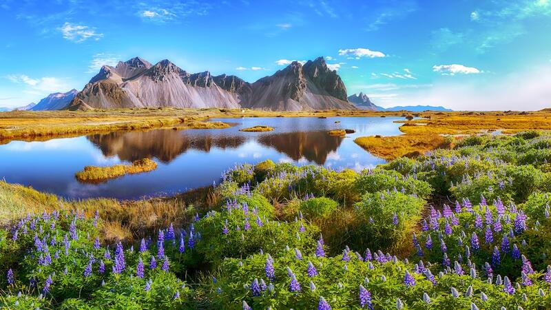 Beautiful sunny day and lupine flowers on Stokksnes cape in Iceland