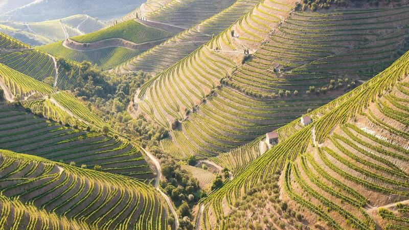 Vineyards in the Valley of the River Douro, Portugal, Portugal